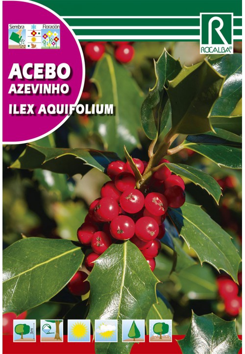 Cezmína ostrolistá (Ilex aquifolium)