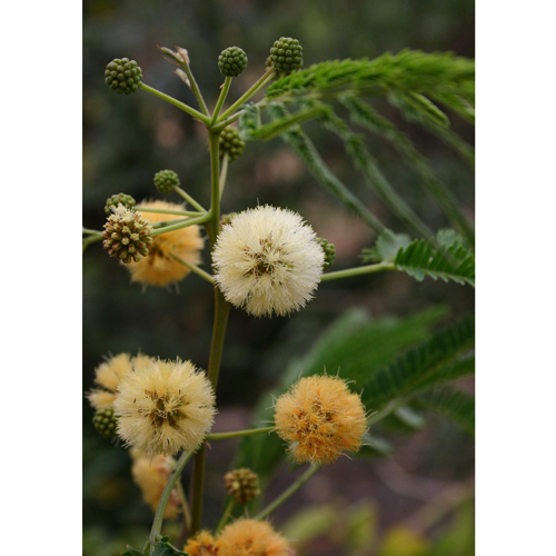 Ceyloni rózsafa (Albizia odoratissima) 5 szem