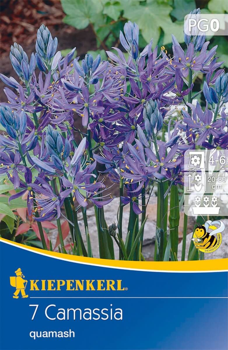 Bulb Prairie Garden (Camassia) 7 pcs Kiepenkerl