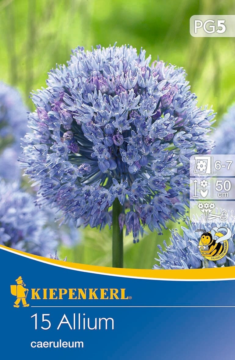 Virághagyma Díszhagyma (Allium careuleum) 15 db Kiepenkerl