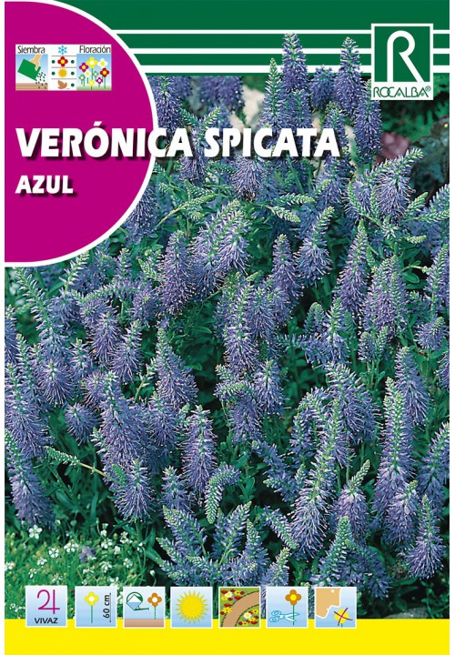 Cat's tail veronica Rocalba 1 g