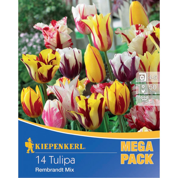 Kvetinová cibuľka Tulipán Mega-Pack Rembrandt mix Kiepenkerl 14 ks