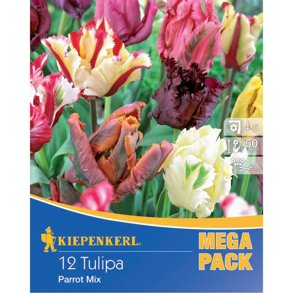 Cibuľky Tulipán Mega-Pack (papagájový kvet) mix farieb Kiepenkerl 12 ks