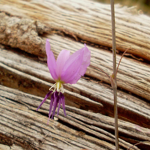 Csokoládé liliom (Arthropodium strictum) 5 szem