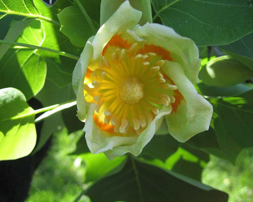 Amerikai tulipánfa (Liriodendron tulipifera) 5 szem