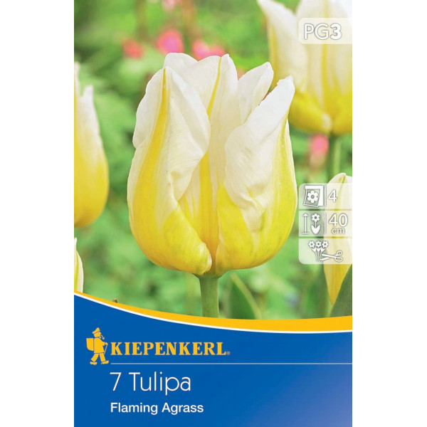 Kvetinová žiarovka Tulipán Flaming Agrass Kiepenkerl 7 ks