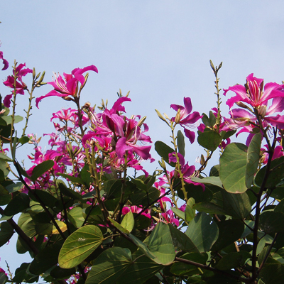  Orchideový strom purpurový (Bauhinia purpurea) 5 semien