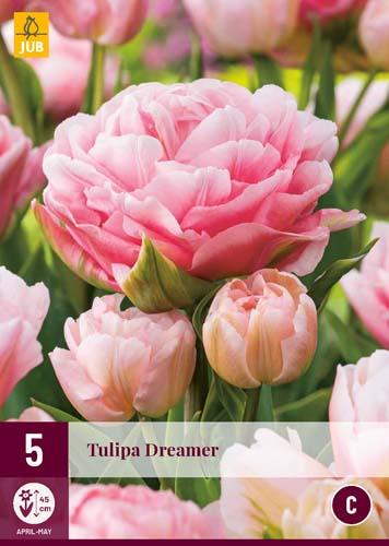 Kvetinová cibuľka Tulip Dreamer 5 kusov JUB