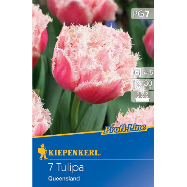 Kvetinová cibuľka Tulipán Queensland Kiepenkerl 7 ks