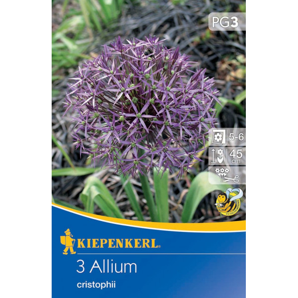 Virághagyma Díszhagyma (Allium christophii) Kiepenkerl 3 db