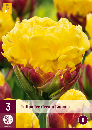 Virághagyma Tulipán Ice Cream Banana 3 db JUB