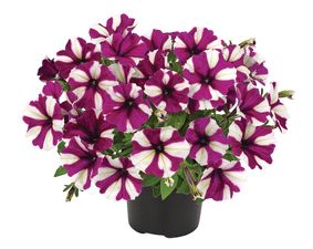 Petunia mix balkonládába 6 db-os palánta csomag