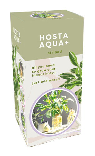 Hosta Aqua-Árnyékliliom hajtatóüvegben JUB