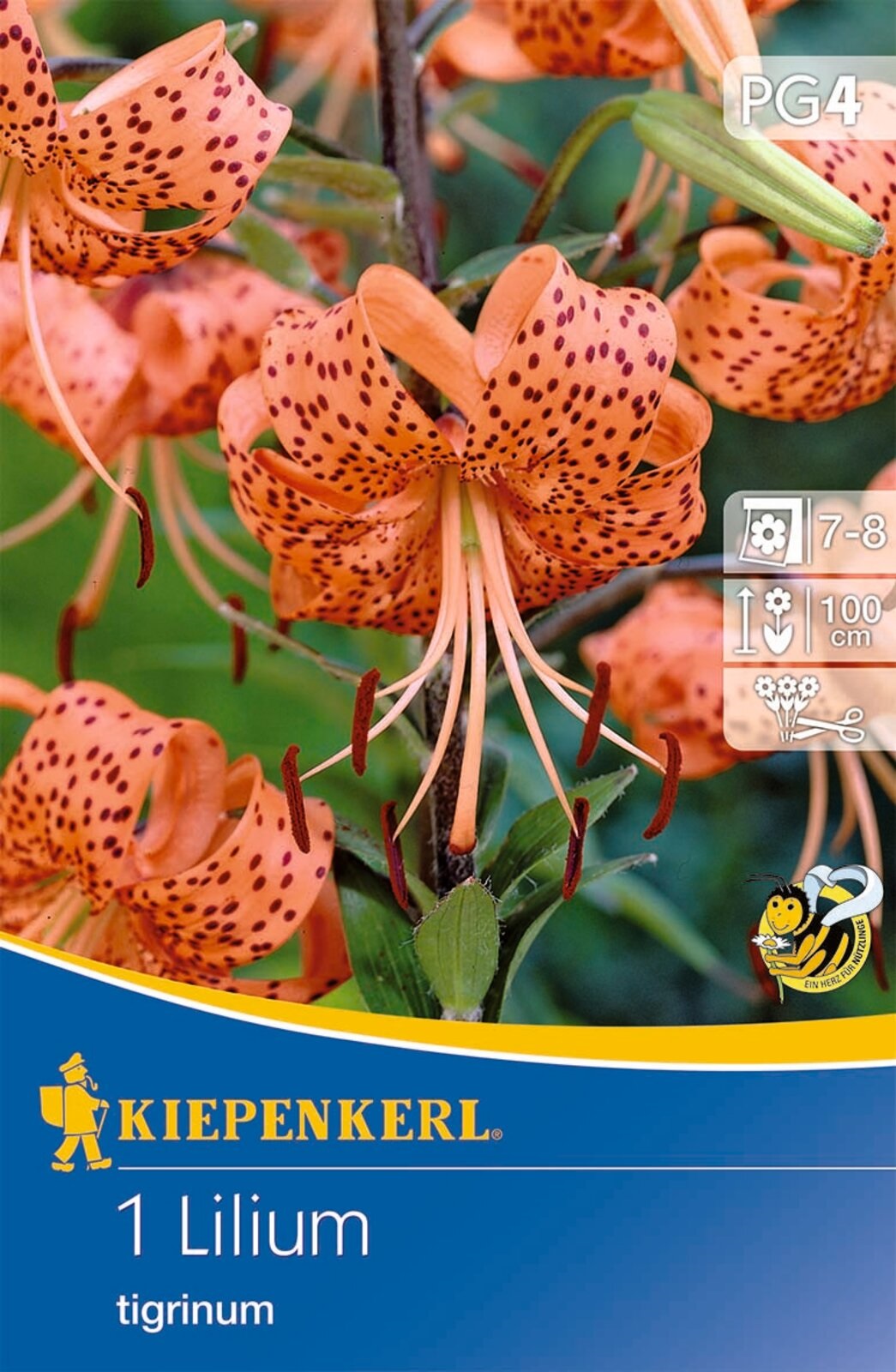 Flower bulb Tiger lily Tigerlilie (orange) Kiepenkerl 1 pc