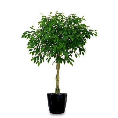 Csüngő fikusz (Ficus benjamina) 5 szem