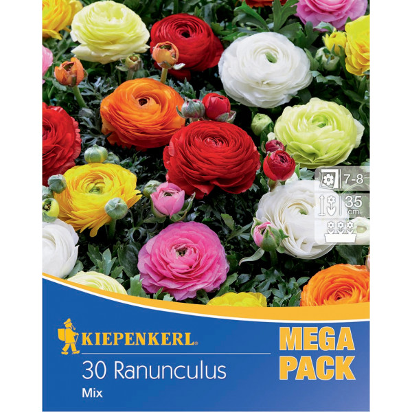 Cibuľový žerušník (Ranunculus) Mega-Pack mix farieb Kiepenkerl 30 ks