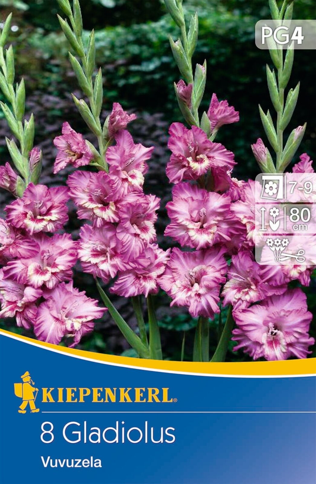 Bulb Gladiolus Vuvuzela (purple-pink) Kiepenkerl 8 pcs