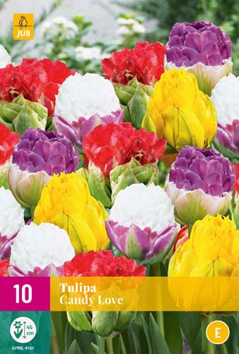 Virághagyma Tulipán Candy Love 10 db JUB