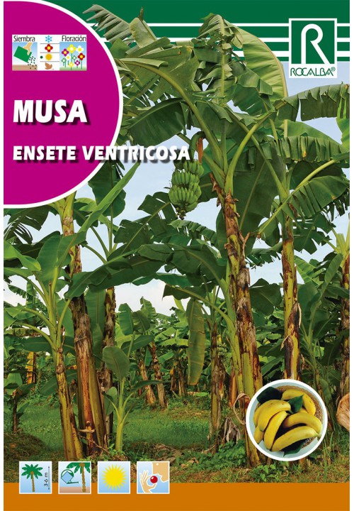 Banánovník (Musa ensete ventricosa)