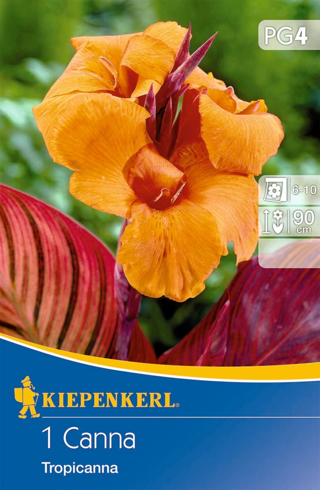 Bulb Canna Tropicanna (orange) Kiepenkerl 1 pc