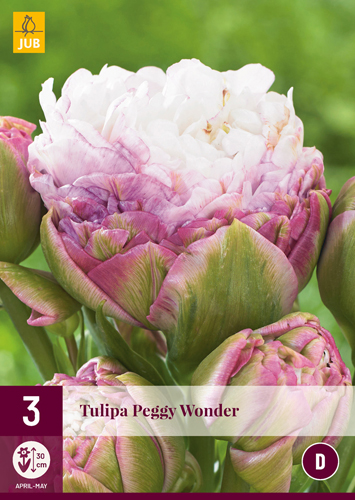 Kvetinová cibuľka Tulipán Peggy Wonder 3 ks JUB