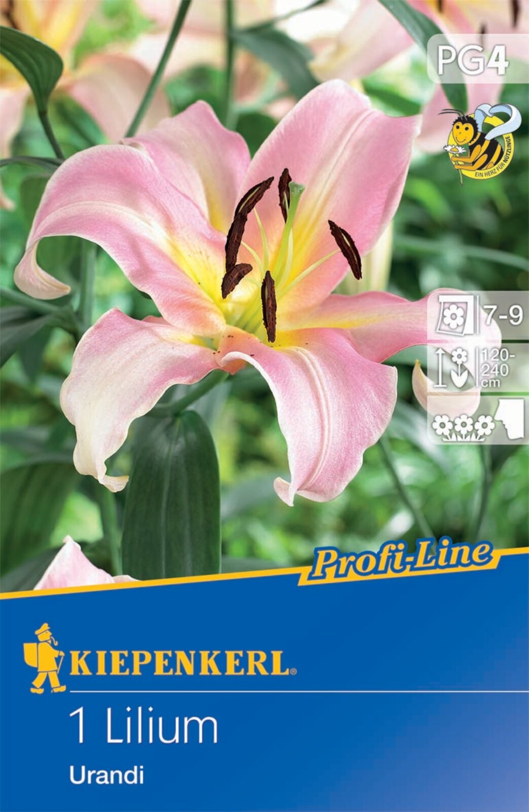 Flower bulb Lily Urandi Profi-Line Kiepenkerl 1 pc