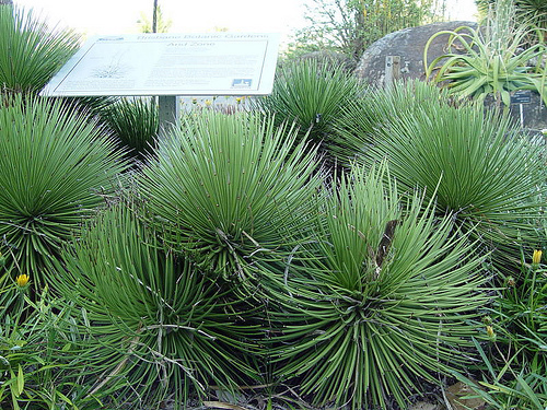 Agave pichľavé  (Agave striata ssp.) 5 semien