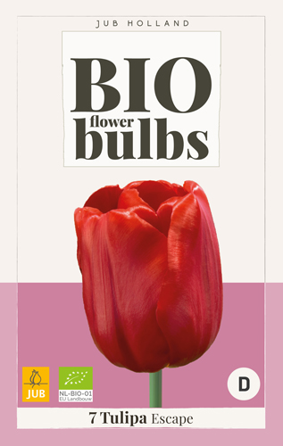 Virághagyma BIO Tulipán Escape 7 db JUB