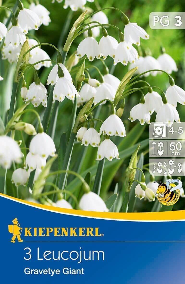 Flower bulbs Bulb Pea Gravetye Giant 3 pcs Kiepenkerl