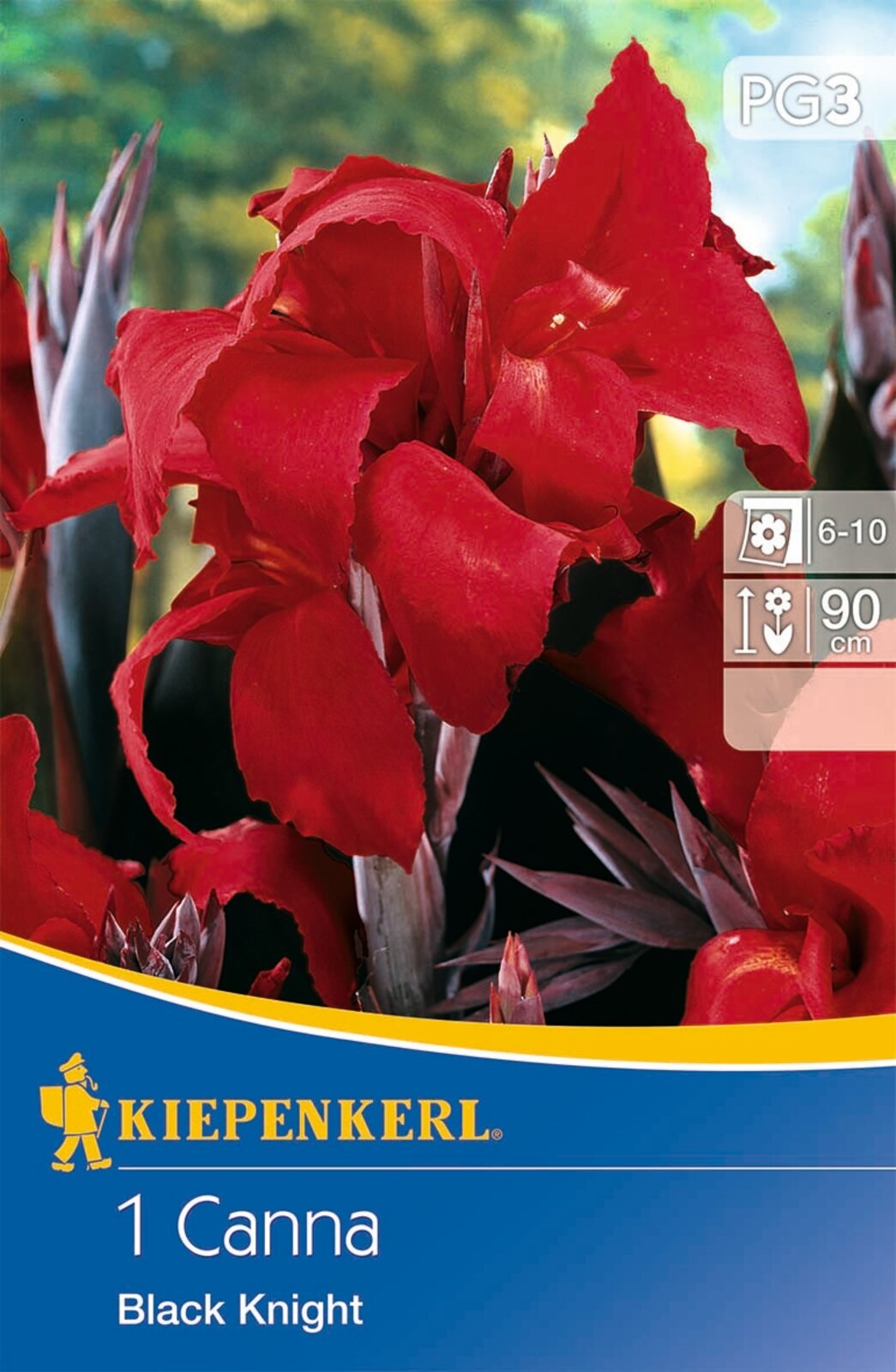 Bulb Canna Black Knight (red) Kiepenkerl 1 pc