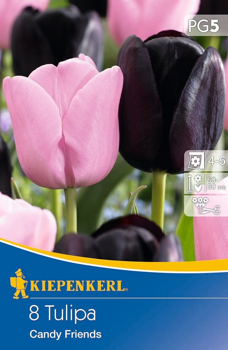 Bulb Tulip Duo Candy Friends 8 pcs Kiepenkerl