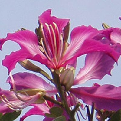  Orchideový strom purpurový (Bauhinia purpurea) 5 semien