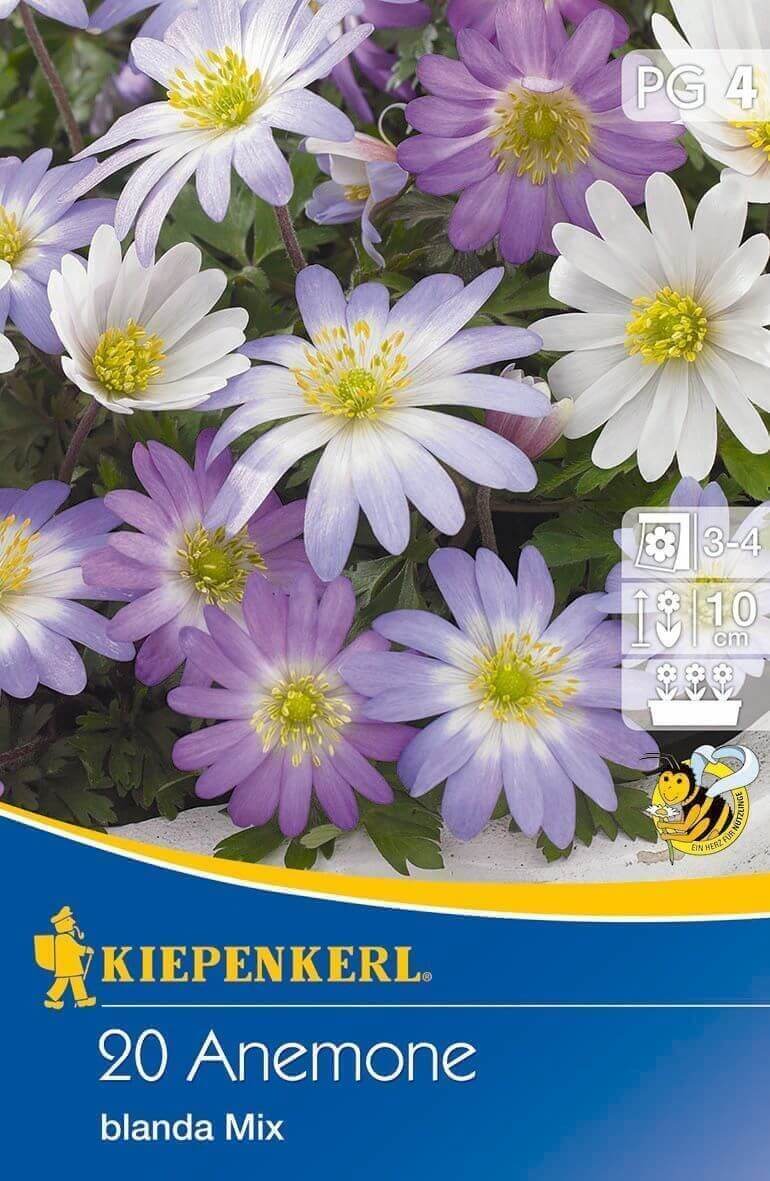 Bulbs Anemone Blanda mix 20 pcs Kiepenkerl