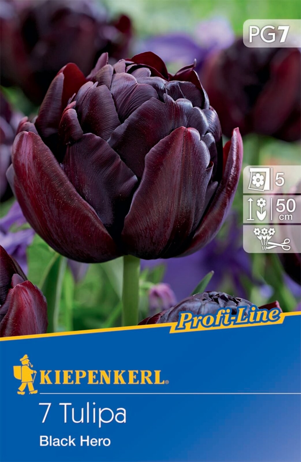 Kvetinová žiarovka Tulipán Black Hero 7 ks