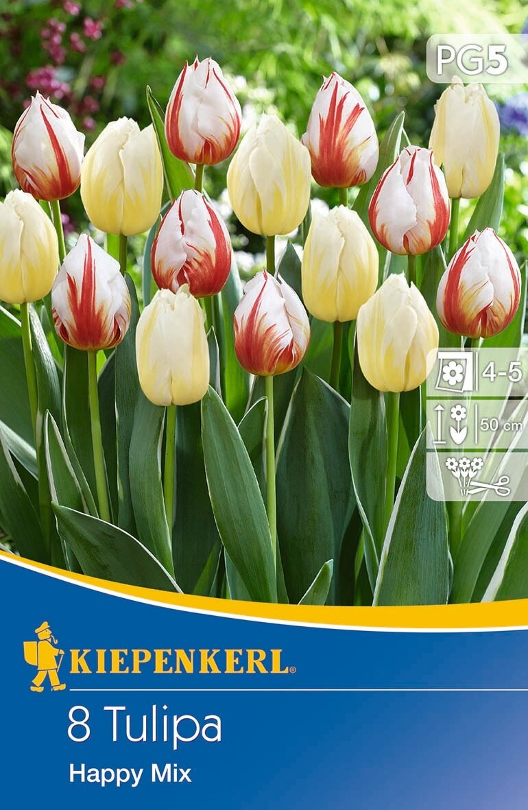 Flower bulb Tulip Happy mix 8 pcs Kiepenkerl