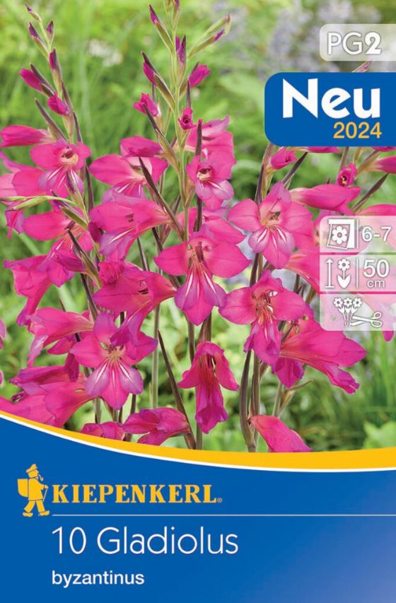 Cibuľa Zimovzdorný mečík (Gladiolus comm.ssp.byzantinus) 10 ks Kiepenkerl