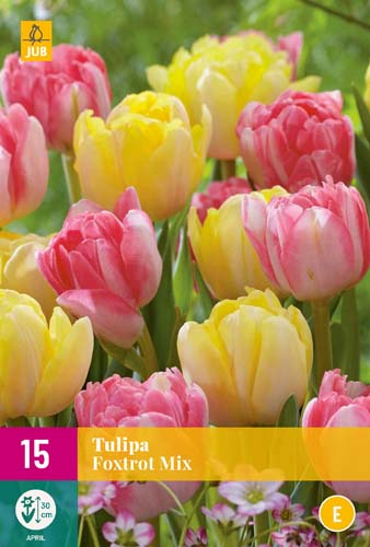 Kvetinové cibuľky Tulipán Foxtrot Mix 15 ks JUB